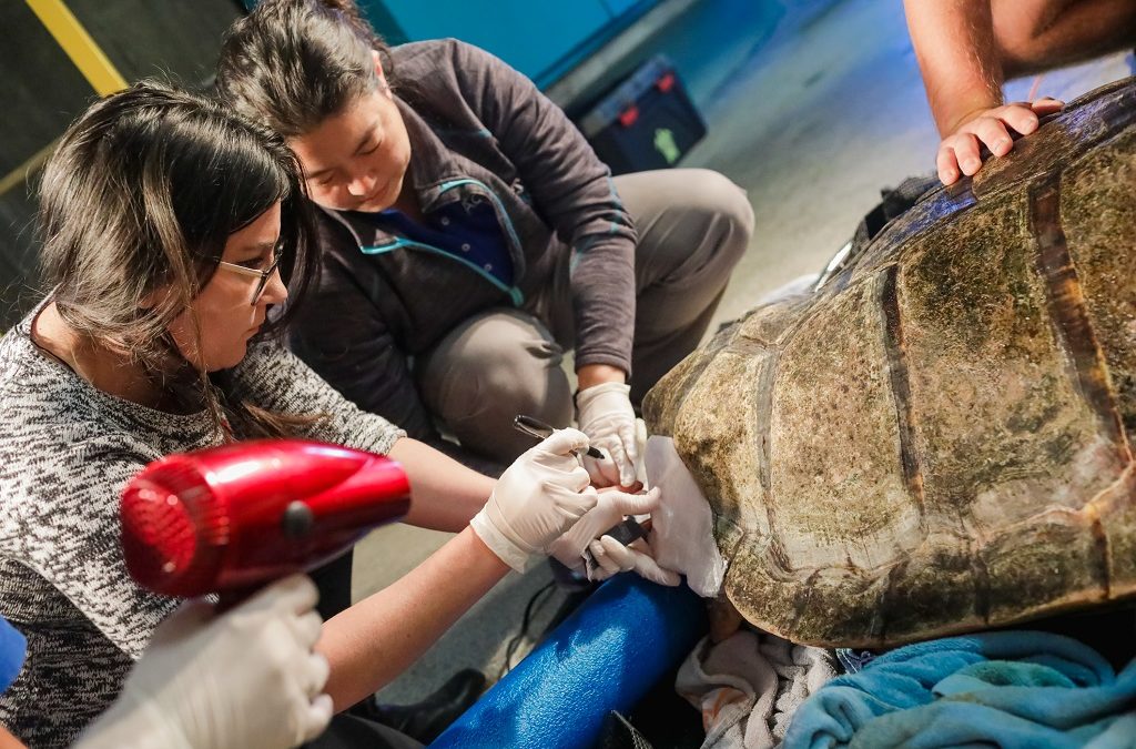 UCSD Helps Preserve Sea Turtle’s Health with 3D Printed Brace