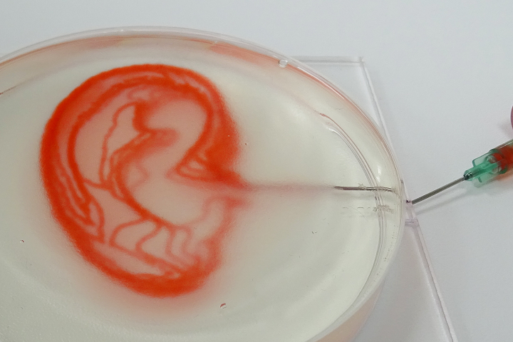 Open Source Biolab Uses 3D Bioprinting Platform to Fabricate Complex Earlobe Vasculature