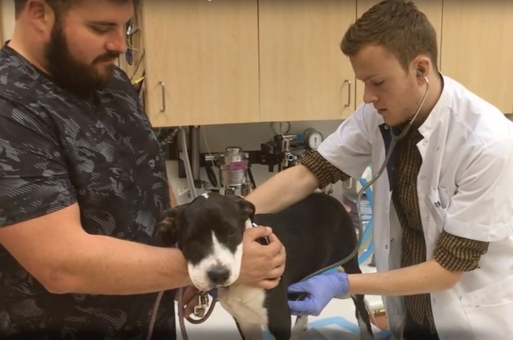 Uc Davis Vet Team Helps Pup Heal With 3d Printed Mask 3dprint