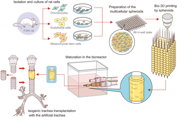 protein scaffold trachea protein scaffold trachea