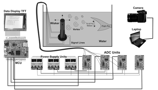 3D Printed Sensor Mimics Seal Whiskers to Detect Underwater Vortices