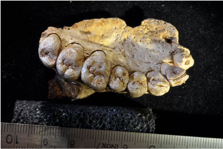 3D Scanning and 3D Printing Could Help Solve a Mystery of Human Migration