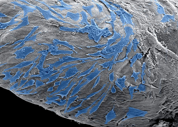 QMUL Researchers Use Inkjet 3D Printing and Self-Assembly Technologies to Create Constructs Using Cells and Molecules