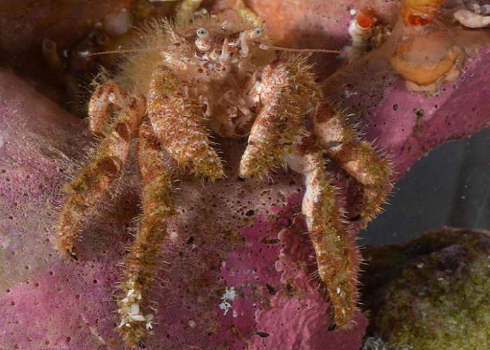 3D Scanning Helps Crabby Scientists Gather Data