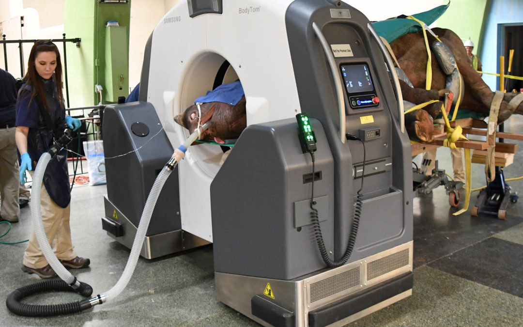 Layla the Rhino’s Surgery Goes Smoothly Thanks to Some Help from 3D Printing