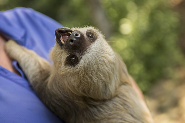 CT Scans and 3D Printed Model Help Kodiak the Two-Toed Sloth Fix His Smile