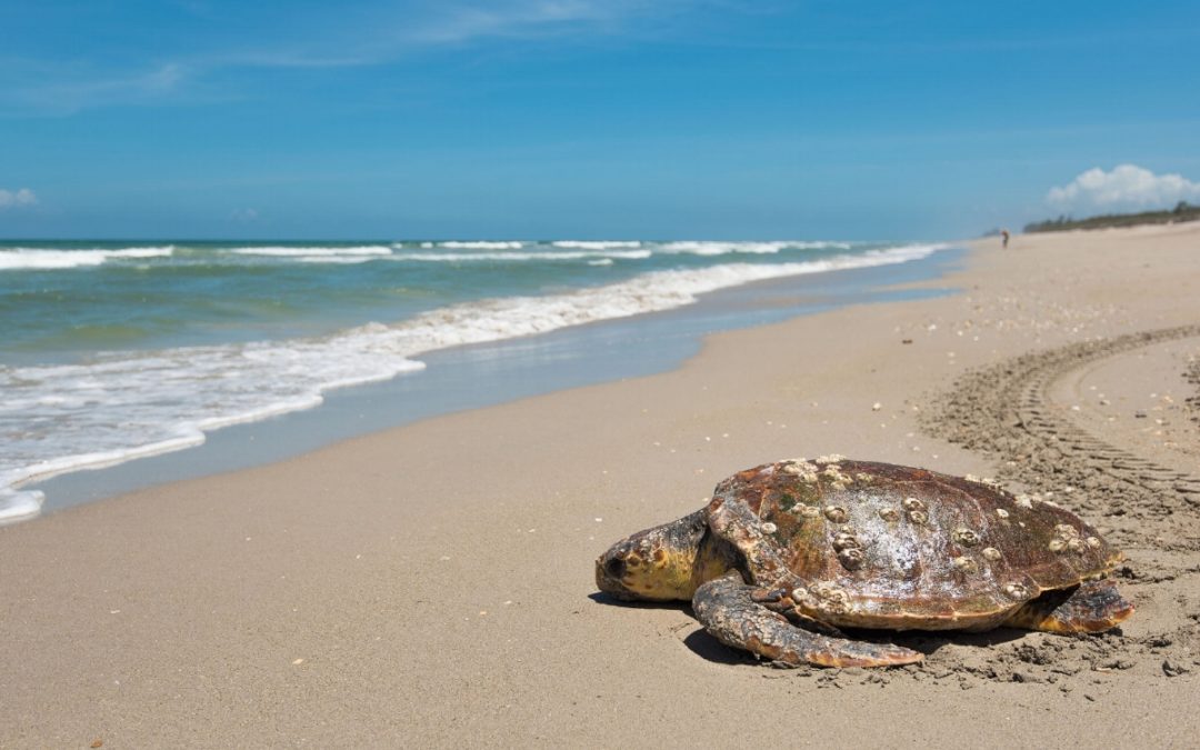 Digital Sea Turtles Swim Across Researchers' Screens with 3D Scanning Project at UMass Amherst