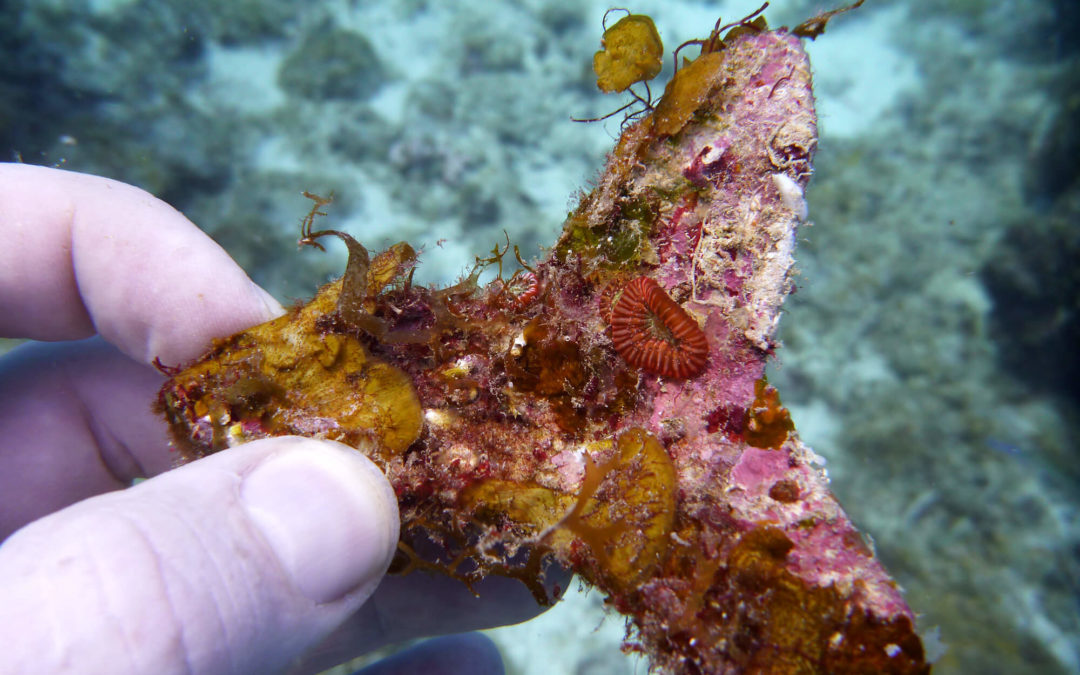 Team Effort Uses 3D Printing to Restore Coral Reefs