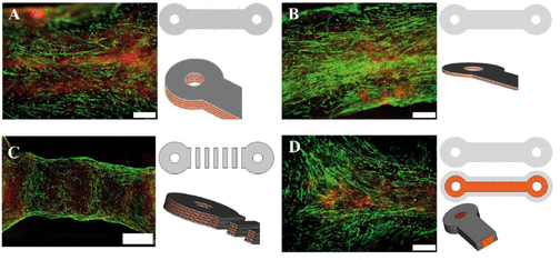 Novel 3D Bioprinting Technique Offers Hope for Degenerative Diseases