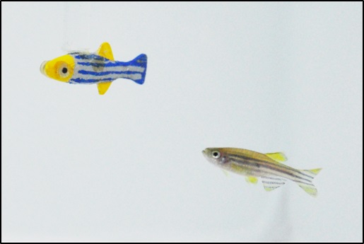 Saving Real Fish with 3D Printed Robotic Fish