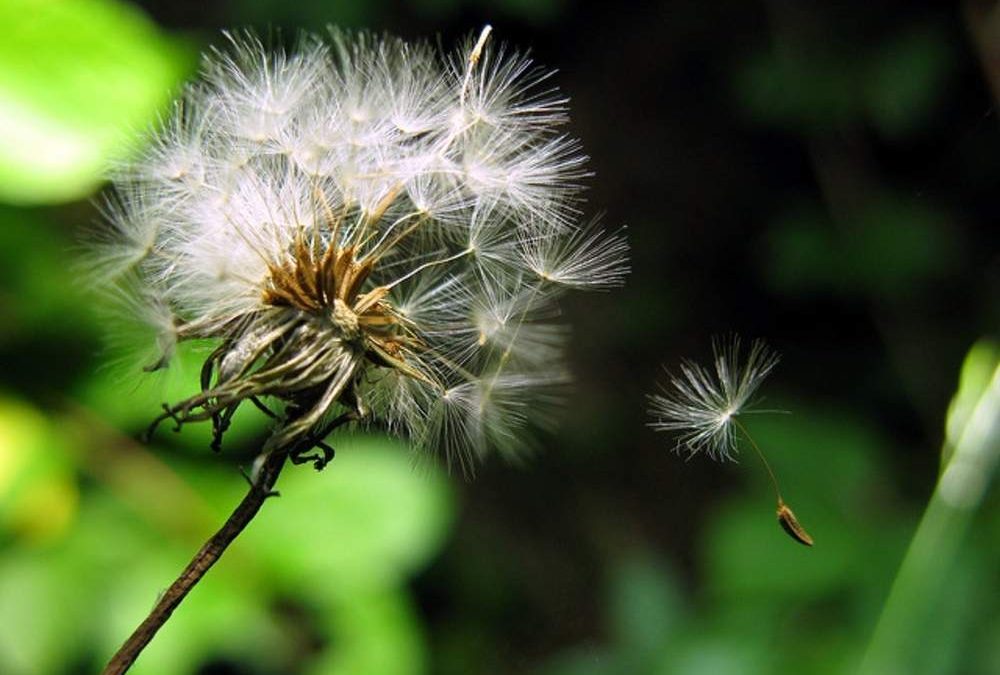 3D Printing Helps Scientists to Understand How Seeds Fly