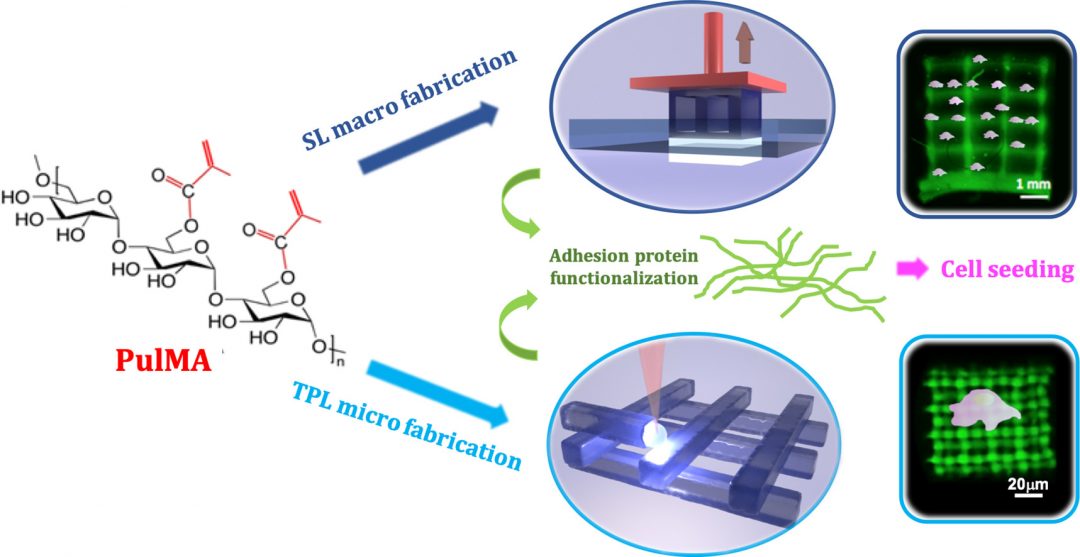 3D Printing Cell Cultures Using PulMA Hydrogels - Perfect 3D Printing ...