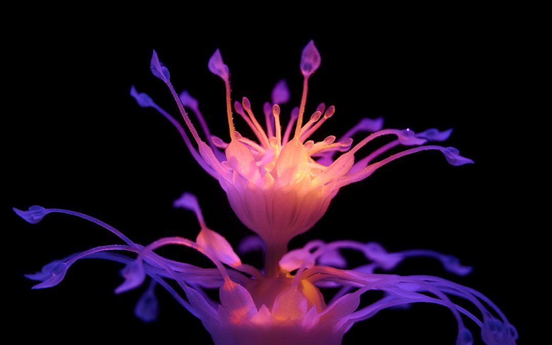 Interview with Nicole Hone who uses 4D Printing to Make Tangible Animation
