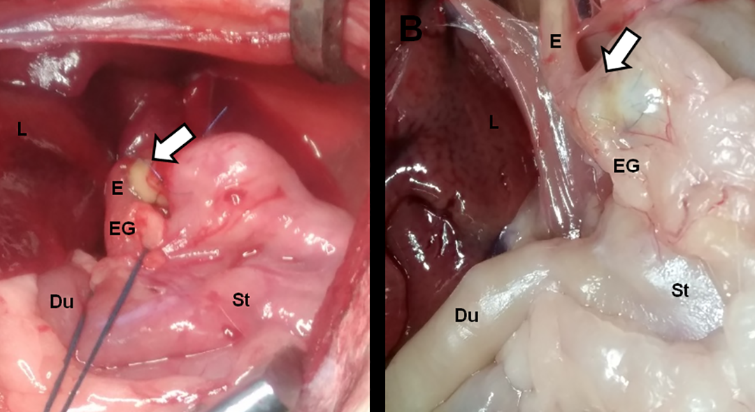 Japan: Researchers BioPrint & Implant Esophageal Cells Without Scaffolds