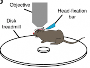 Mouse Skull Injection A Window Into the Brain: Transparent 3D Printed Mouse Skulls for ...