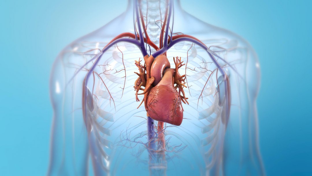 Interview: BIOLIFE4D is The First US Company to Bioprint a Mini-Heart ...