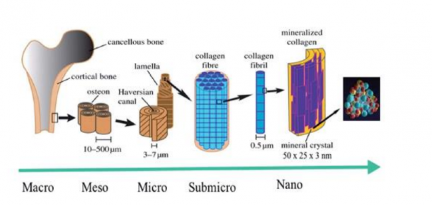 Researchers Testing 3D Printed Hydroxyapatite Structures for Bone ...