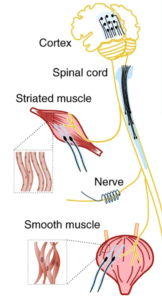 NeuroPrint: Scientists Bioprint Brain Implants for Custom Neural ...