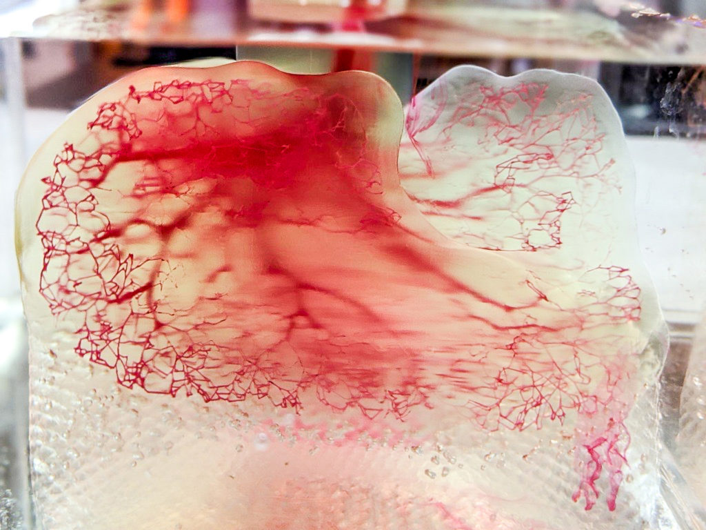 Human vasculature model created using Print to Perfusion process.