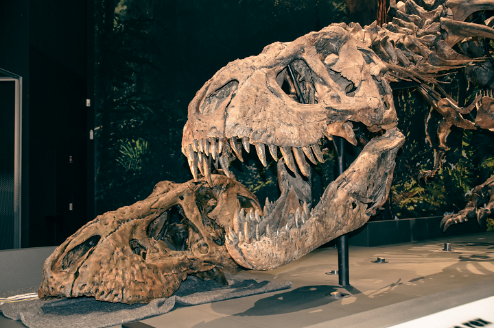 festspil Forberedende navn Seaboard 3D Printed T-Rex Replica "Trix" to be Displayed at Japanese Dinosaur Museum  - 3DPrint.com | The Voice of 3D Printing / Additive Manufacturing
