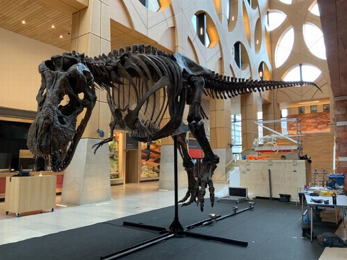 Matroos gebroken ziel 3D Printed T-Rex Replica "Trix" to be Displayed at Japanese Dinosaur Museum  - 3DPrint.com | The Voice of 3D Printing / Additive Manufacturing