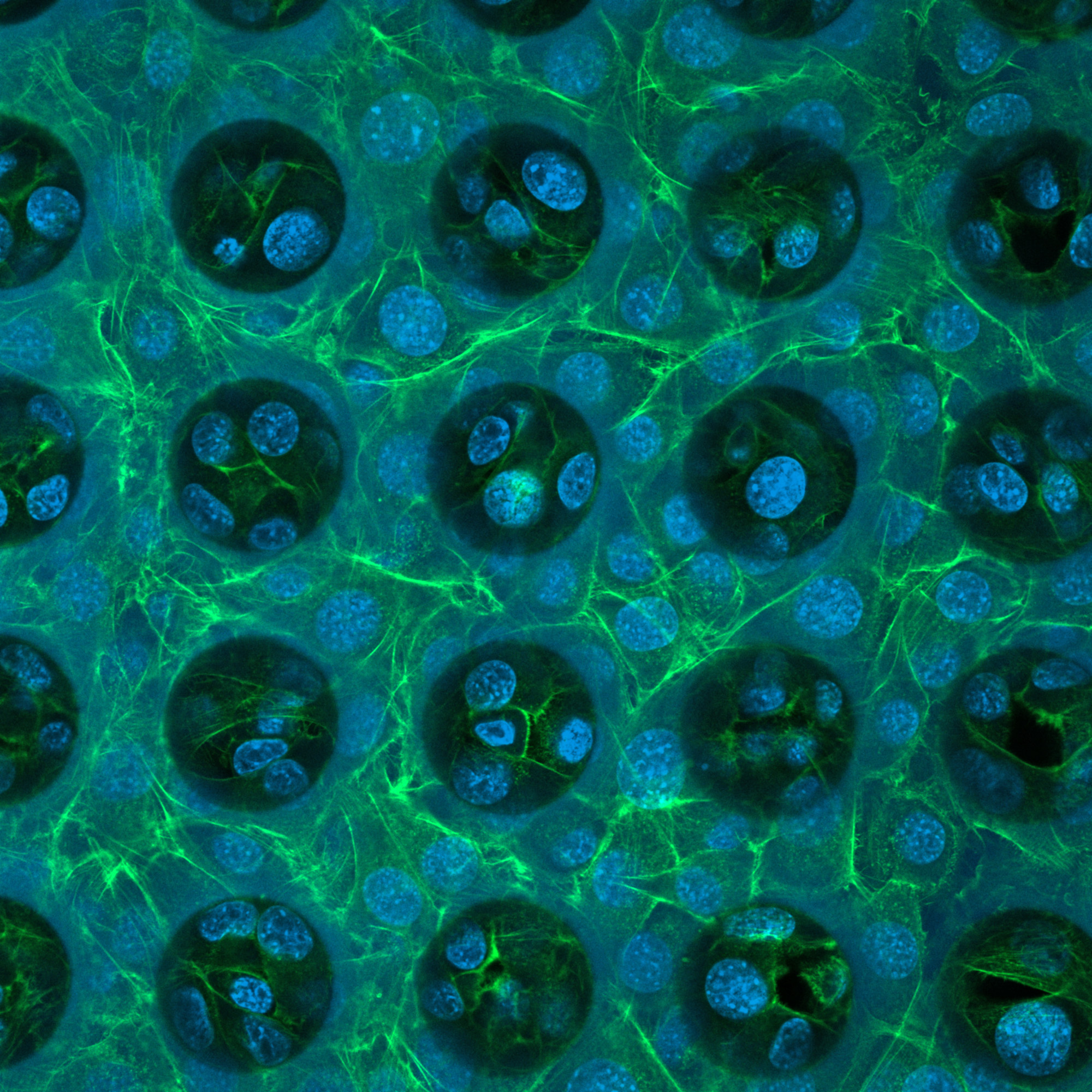 Cell culturing with Nanoscribe's Quatnum X bio.
