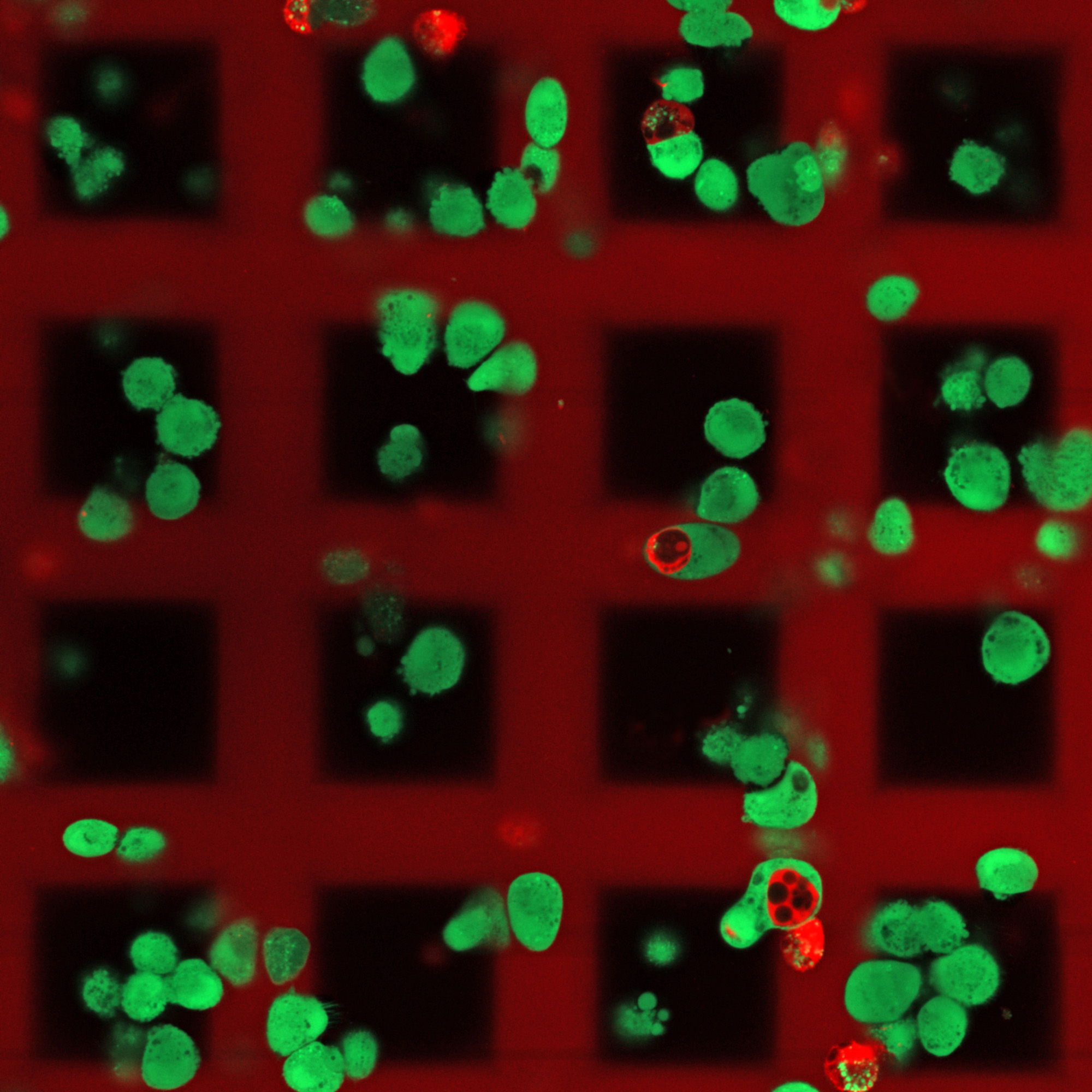 Live cell printing with Nanoscribe's Quatnum X bio.