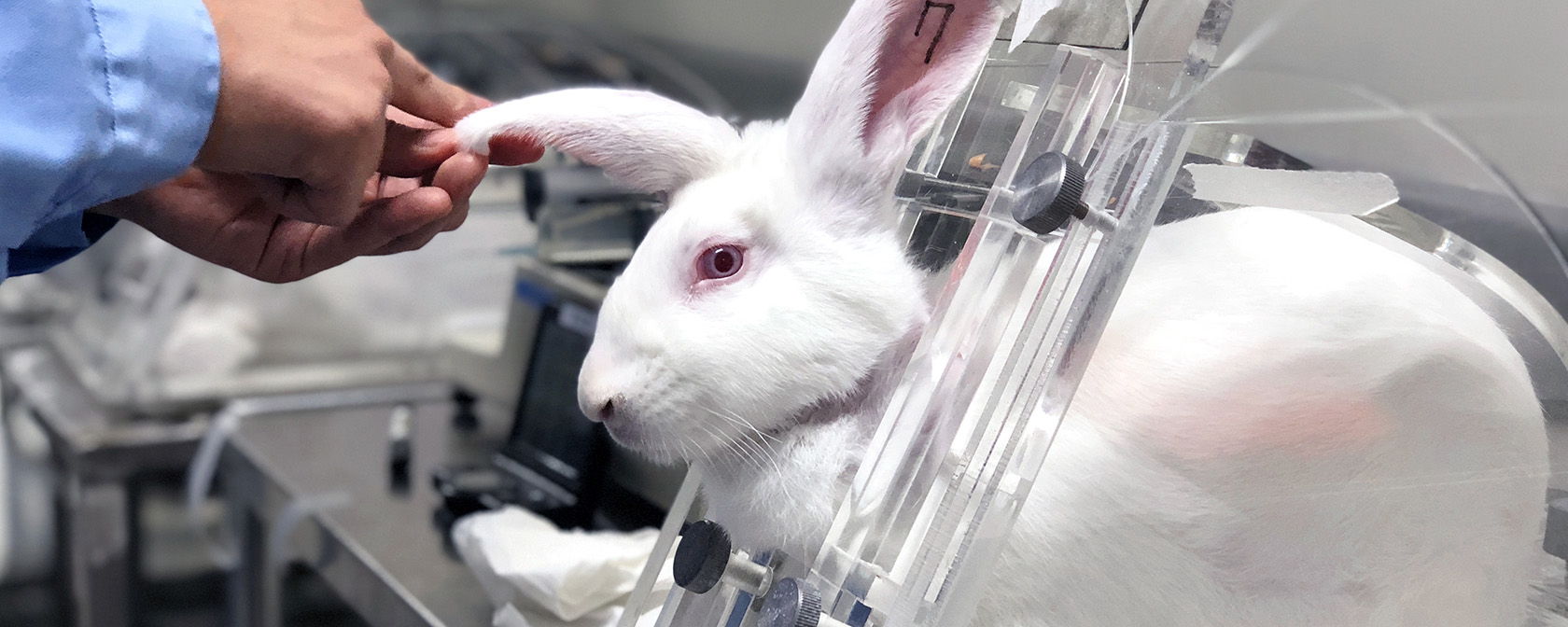 Researcher injects novel medicine into laboratory rabbit by intravenous injection for testing toxicity and safety. 