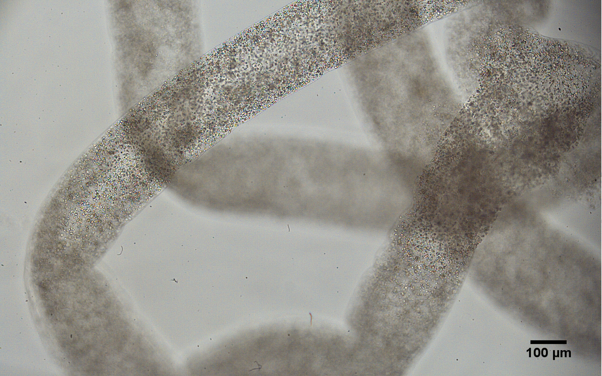 Phase image of a bioprinted tubule.