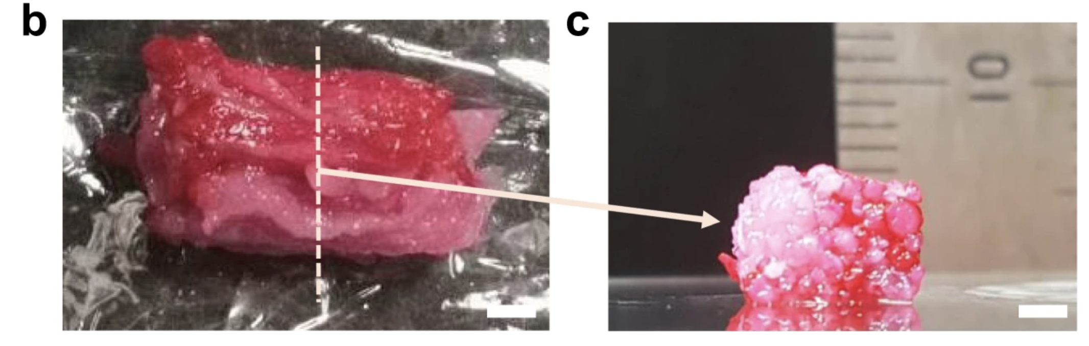 Osaka University researchers created cultured steak with bioprinting.