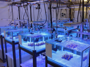 NOAA Uses Formlabs 3D Printers to Create New Resilient Corals Species ...