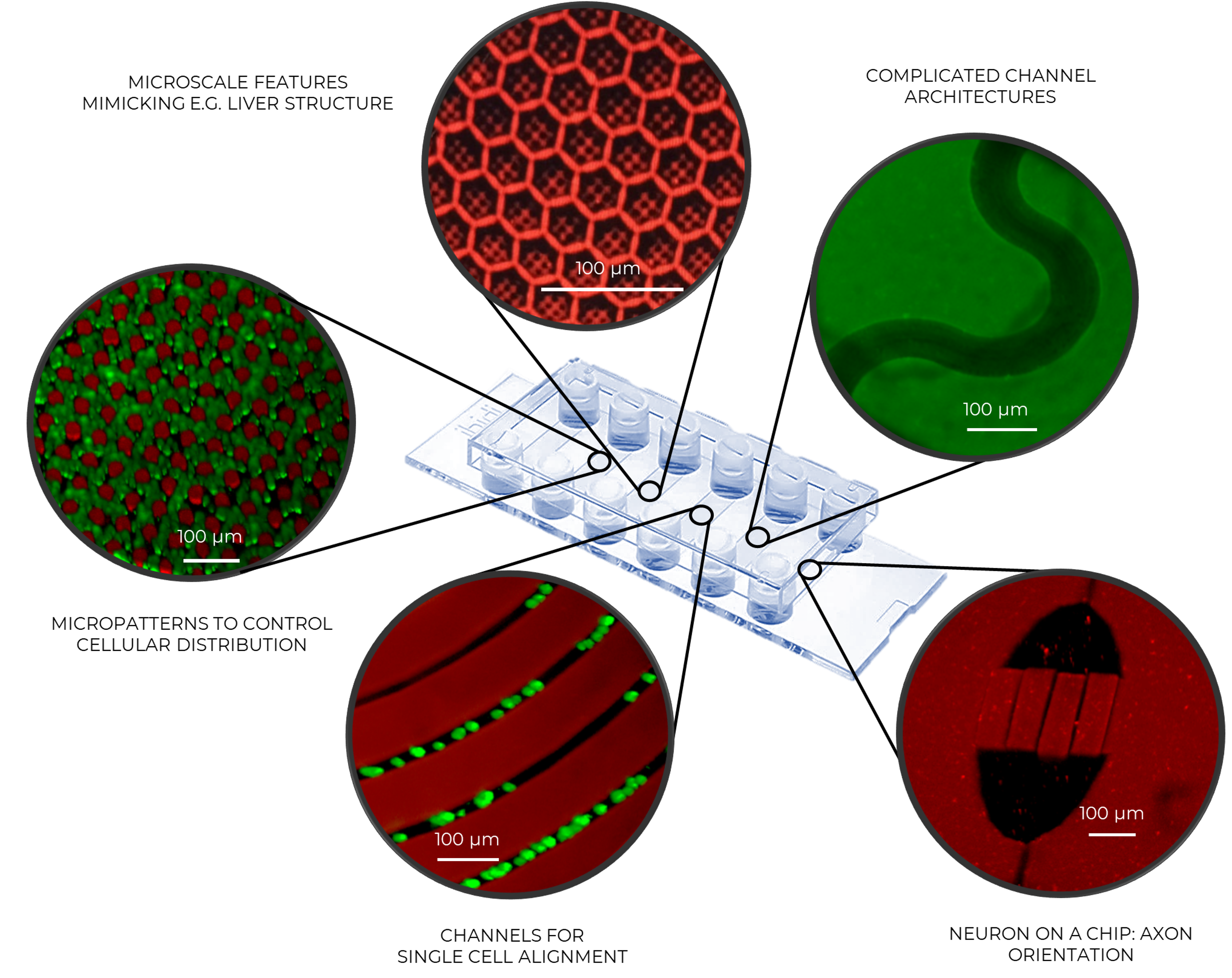 A Bio-Based Resin for a Multi-Scale Optical 3D Printing