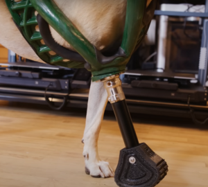 Custom 3D Printed Prosthetic Keeps Cleo the Rescue Dog On Her Feet ...