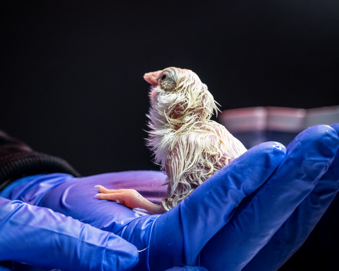 The Company Trying to Bring Back the Mammoth Just Hatched Chicks Using 3D Printed Eggs