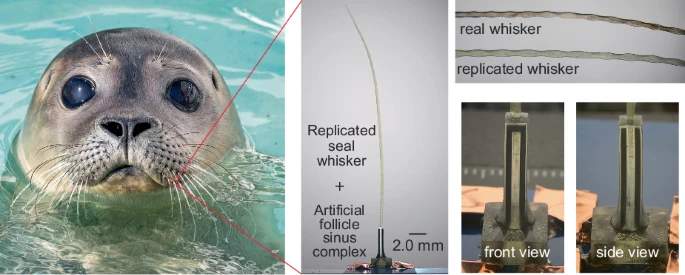 Scientists Use BMF to 3D Print Seal Whiskers That Track Prey Long After It’s Gone